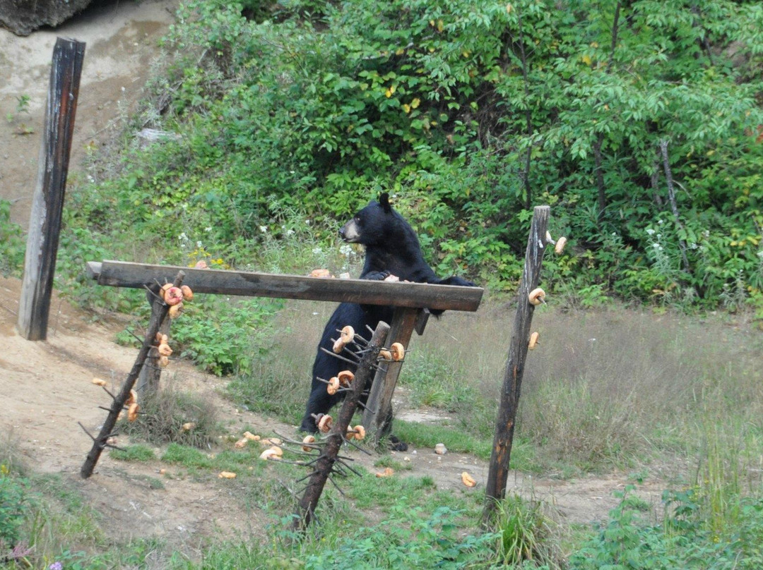 Observation de l'Ours Noir-Sacré-Coeur-Saguenay必去景点