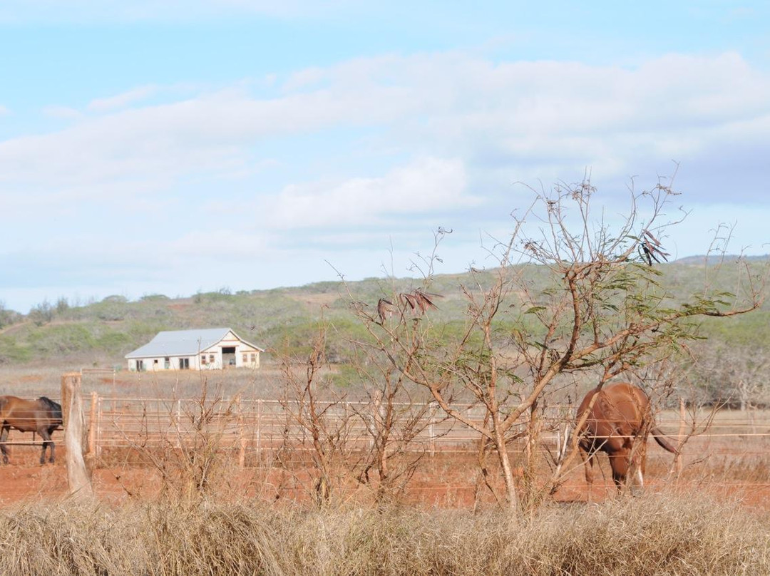 Mauna Loa Museum & Cultural Park-摩洛凯岛必去景点