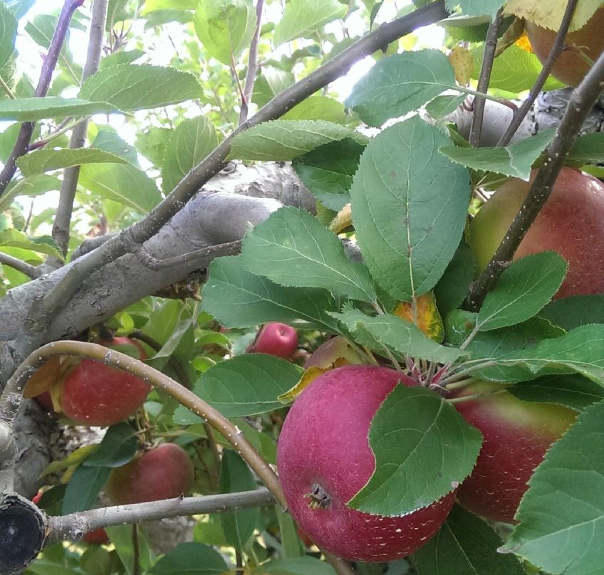 Hurd's Family Farm-Modena必去景点