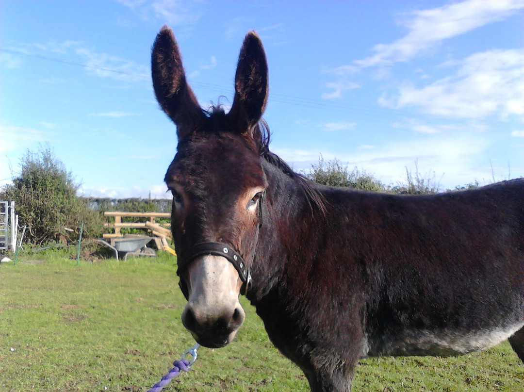 Countryside Donkeys - Private Treks-Lanreath必去景点