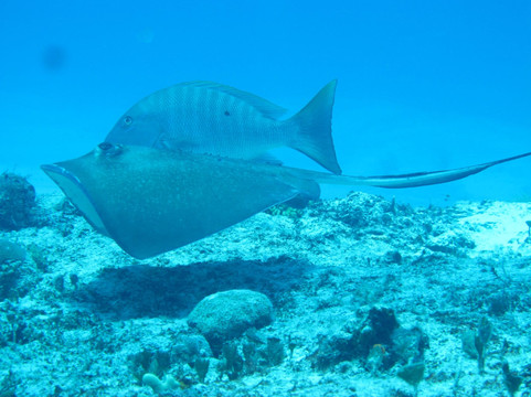 Plongee Grand Cozumel Diving-考祖梅必去景点