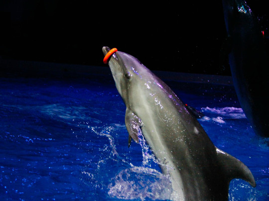 迪拜海豚馆-迪拜必去景点