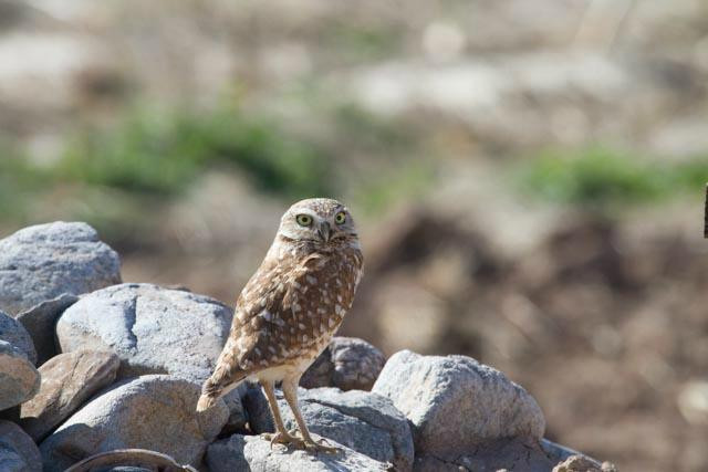 Cibola National Wildlife Refuge-尤马必去景点