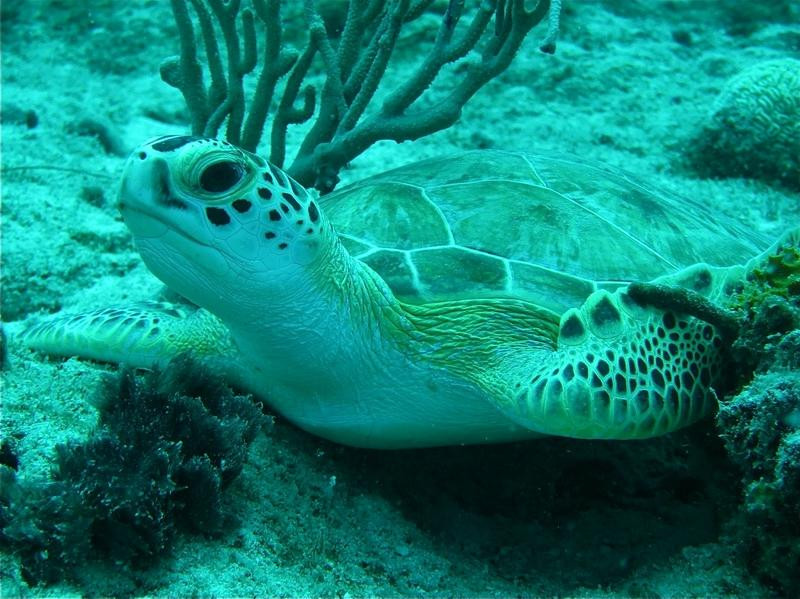 Bubble Shop-格兰德凯斯必去景点