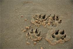 Horseshoe Beach-纽卡斯尔必去景点