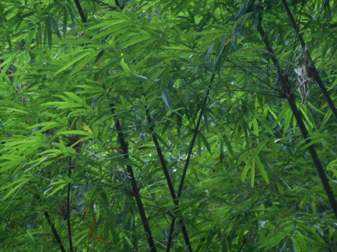 蜀南竹海景点图片