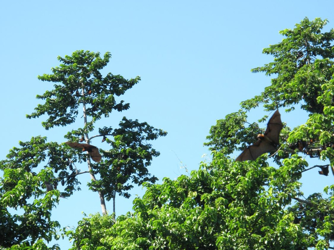 Pemba Flying Fox Forest-Wete必去景点