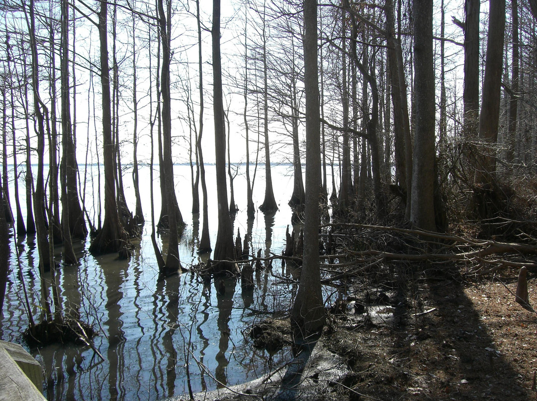 Pocosin Lakes National Wildlife Refuge-Columbia必去景点