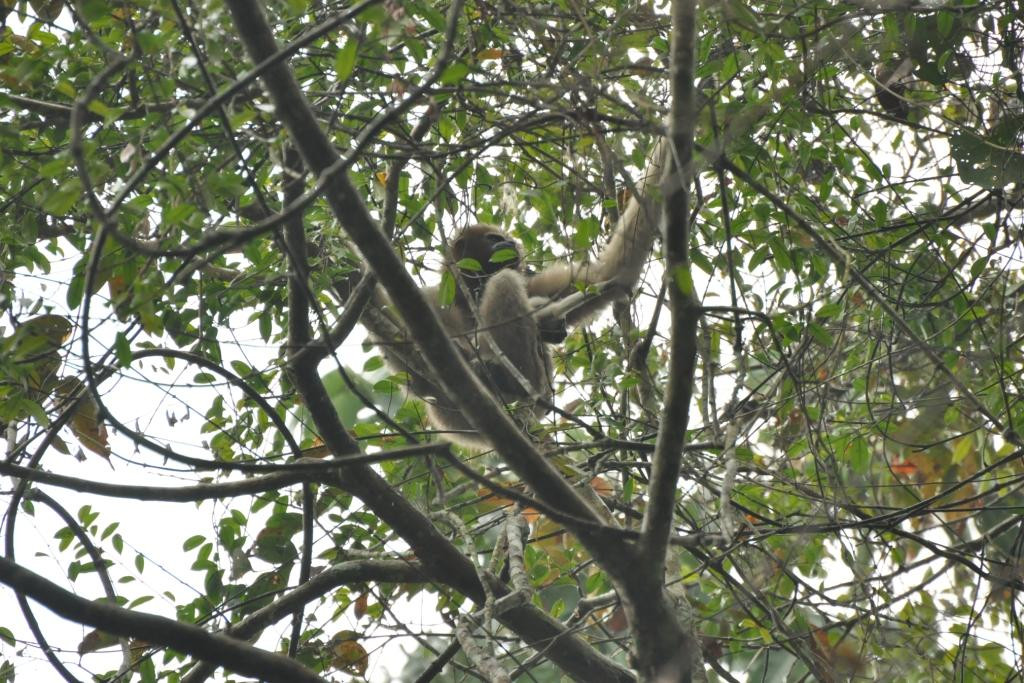 Hoollongapar Gibbon Sanctuary景点图片