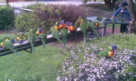 Feeding Wild Rainbow Lorrikeets-Burrill Lake必去景点