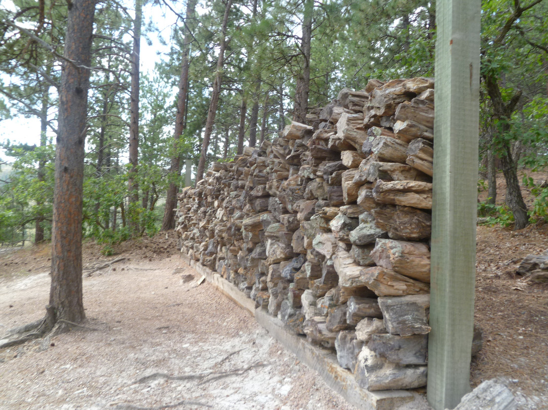 Petrified Forest of the Black Hills-Piedmont必去景点