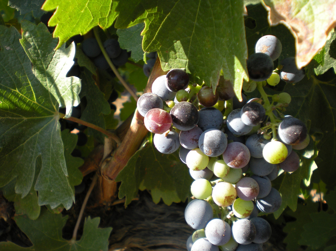 Robert Renzoni Winery-特曼库拉必去景点