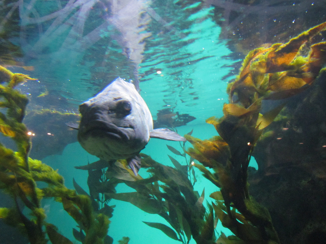 加州科学馆-旧金山必去景点