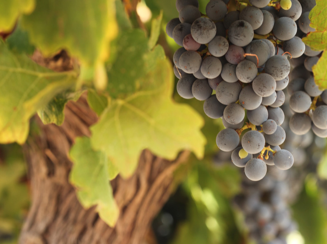 Saslove Winery-Kefar Sava必去景点