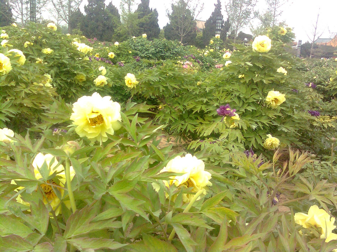 菏泽曹州牡丹园-曹县必去景点