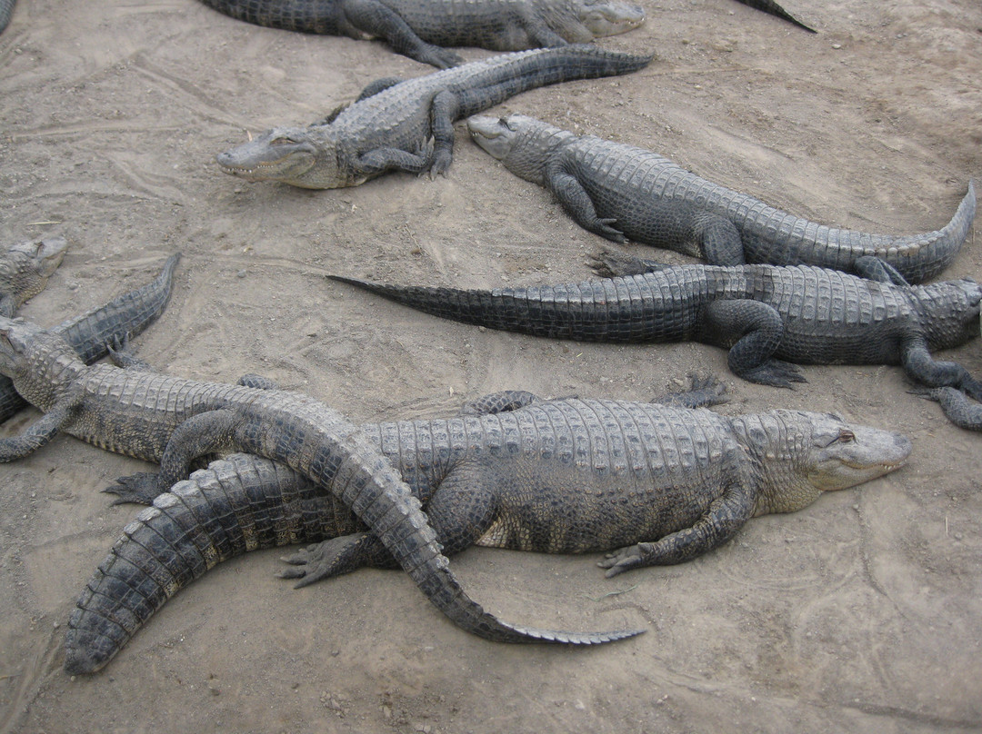Colorado Gators Reptile Park-Mosca必去景点