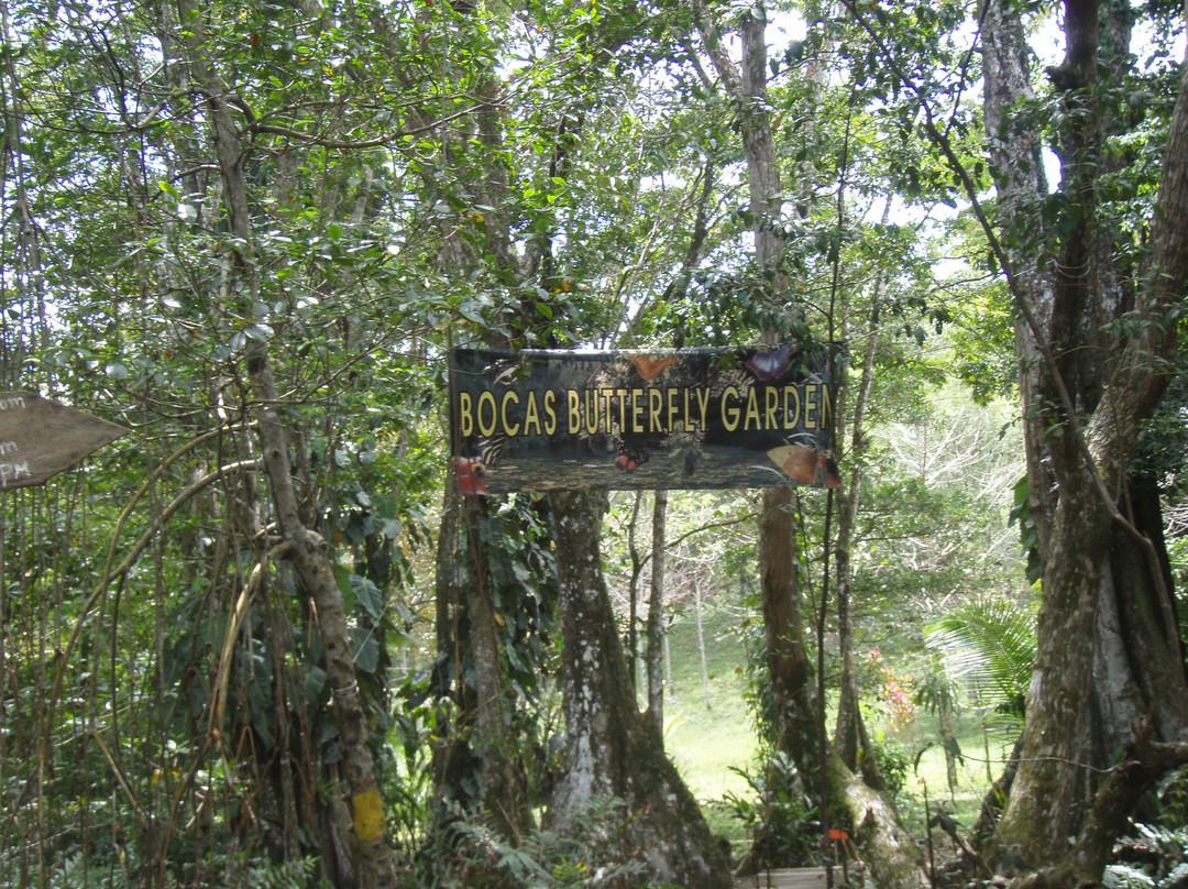 Bocas Butterfly Garden景点图片