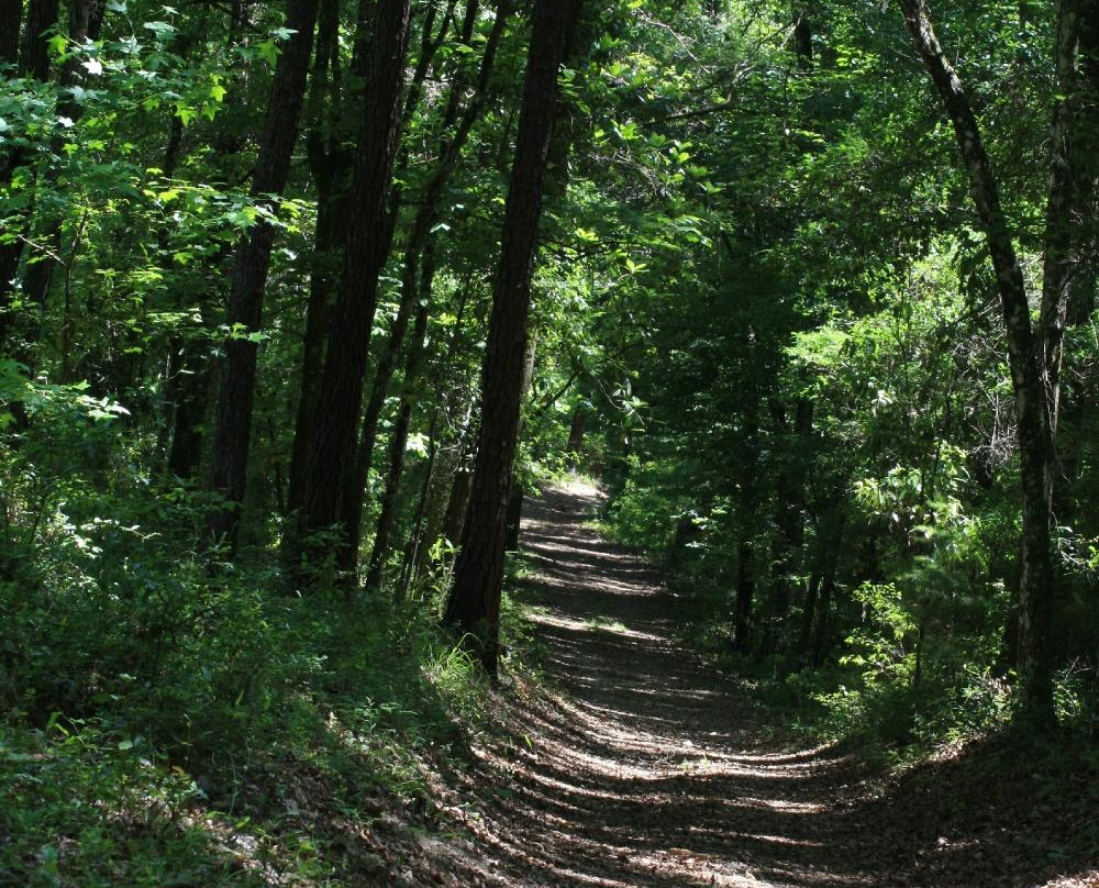 San Felasco Hammock Preserve State Park景点图片