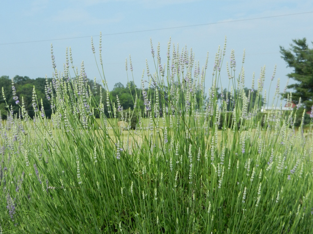Seven Oaks Lavender Farm-Catlett必去景点