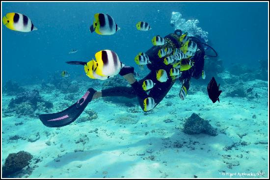TOPDIVE Bora Bora景点图片