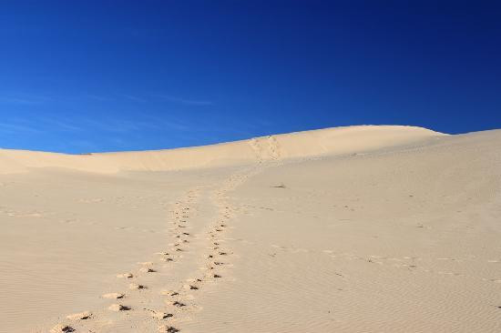 Monahans Sandhills State Park-Monahans必去景点
