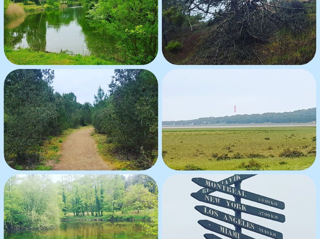 Forêt de la Coubre景点图片