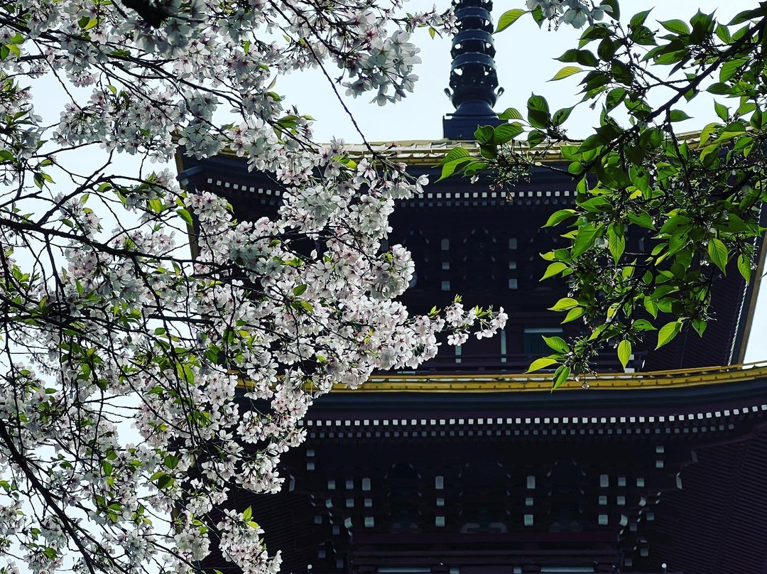 武汉东湖磨山樱园-武汉市必去景点