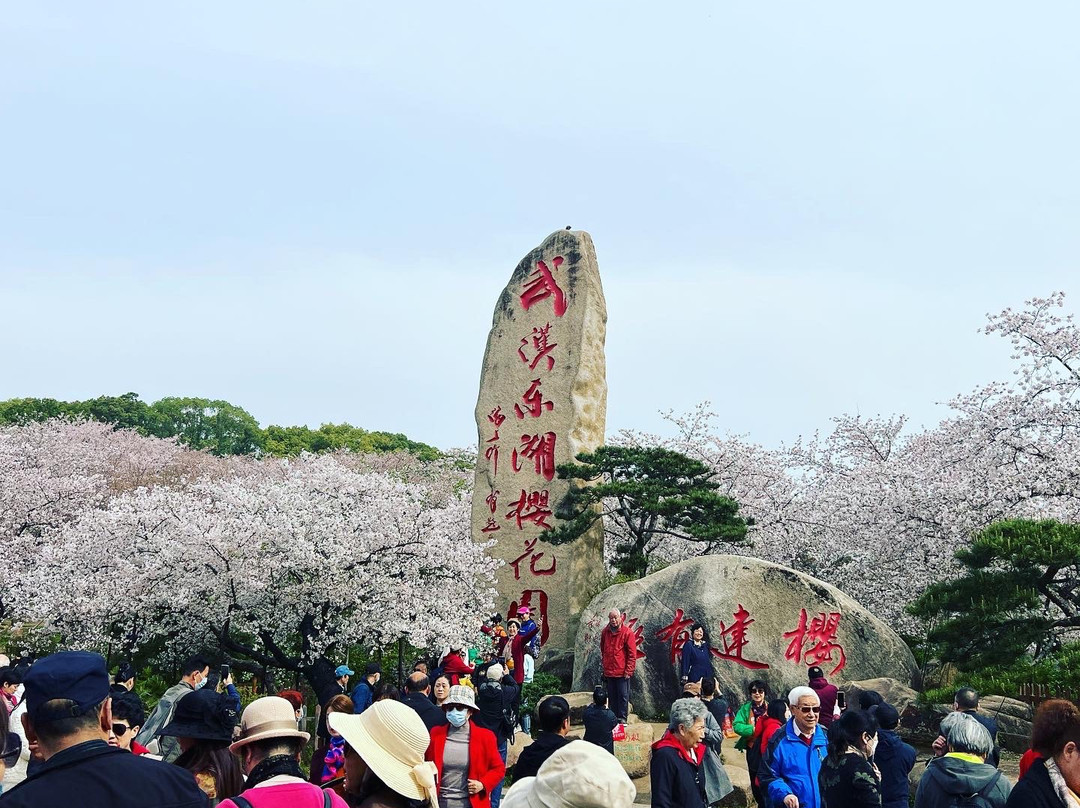 武汉东湖磨山樱园景点图片