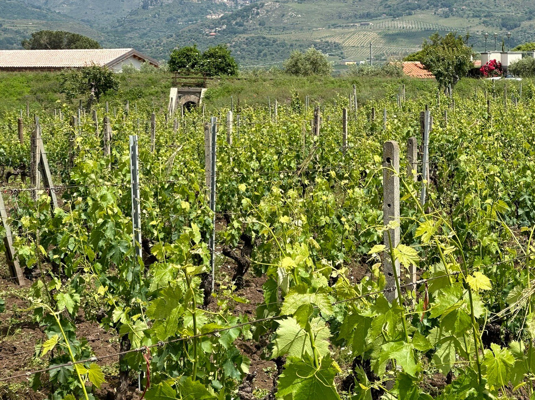 Tenuta delle Terre Nere Azienda Vinicola景点图片