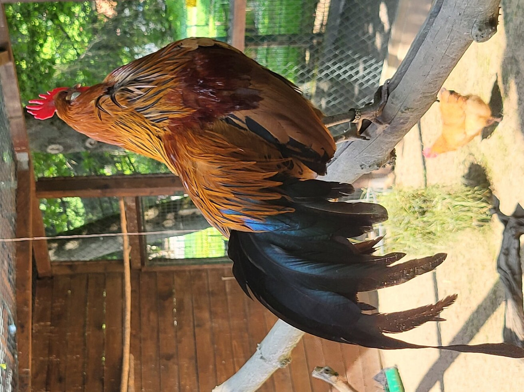 Tierpark Freiberg-弗赖贝格必去景点