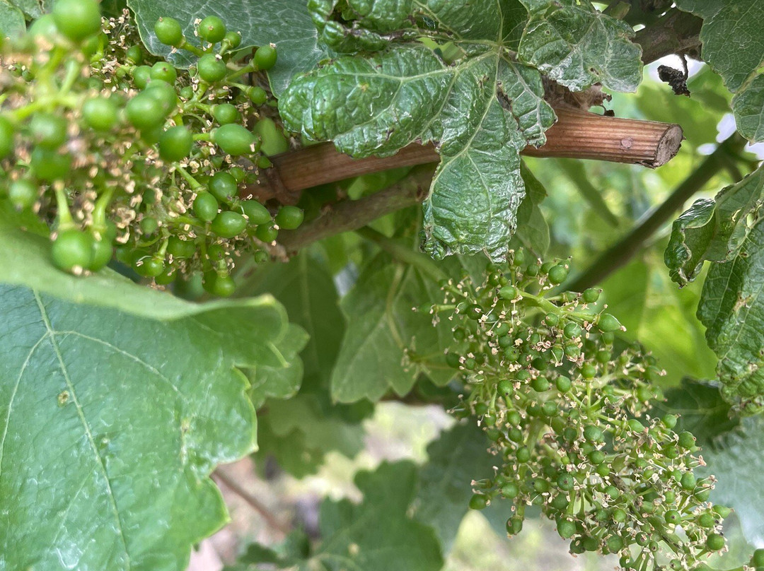 Momik Wines景点图片