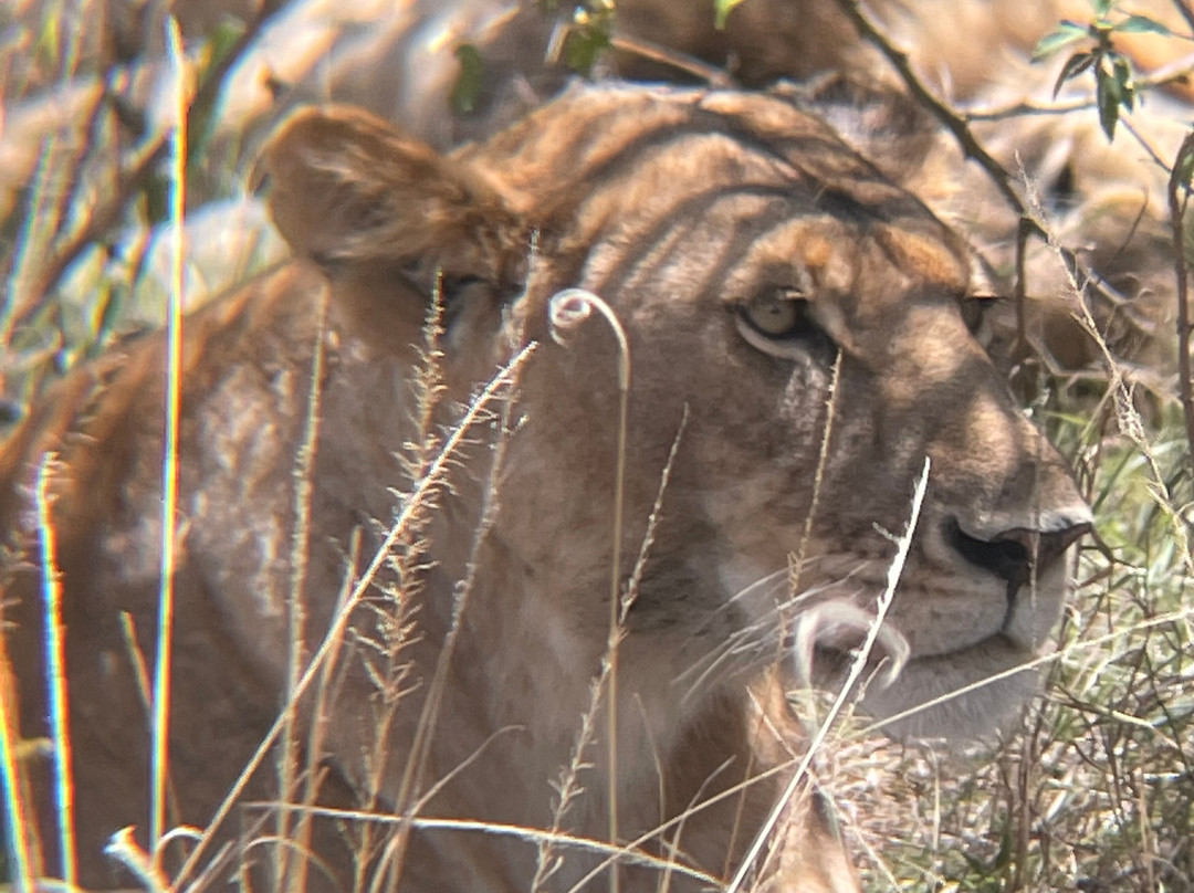 Wild Voyager-纽约市必去景点