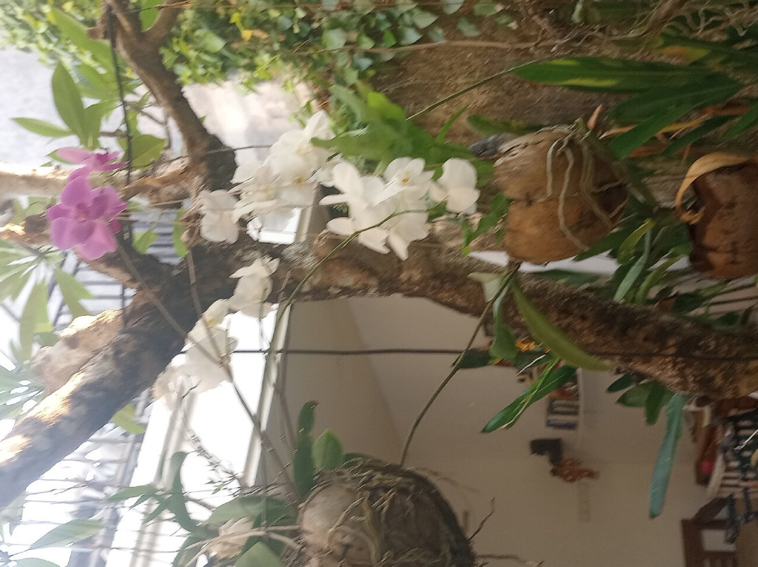 Sugiras Living主图