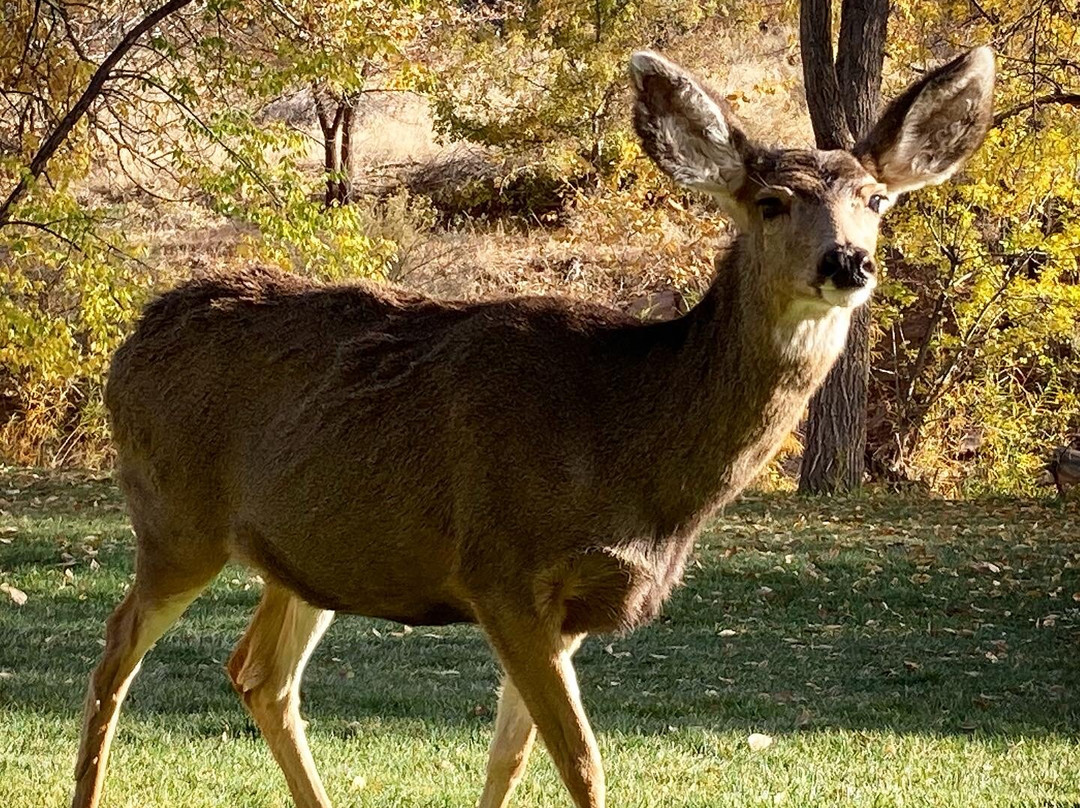 Desert Pearl Inn主图