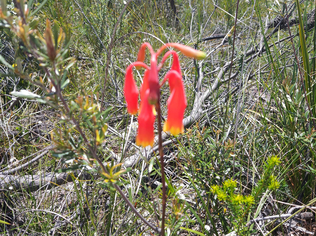 Ku-ring-gai Chase National Park-新南威尔士州必去景点