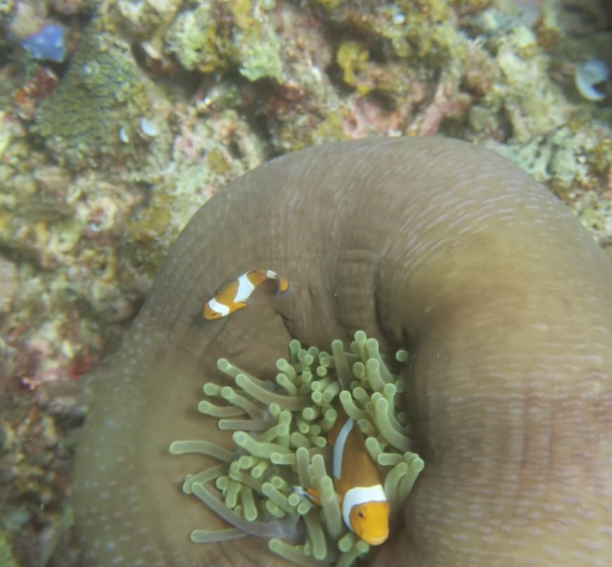 Aquanaut Dive Center-爱妮岛必去景点