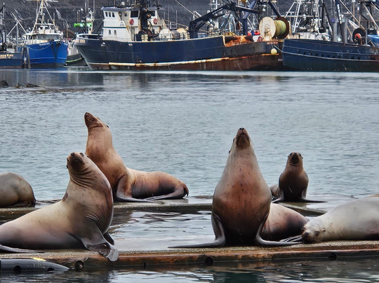 Kodiak Scenic Tours-Kodiak必去景点