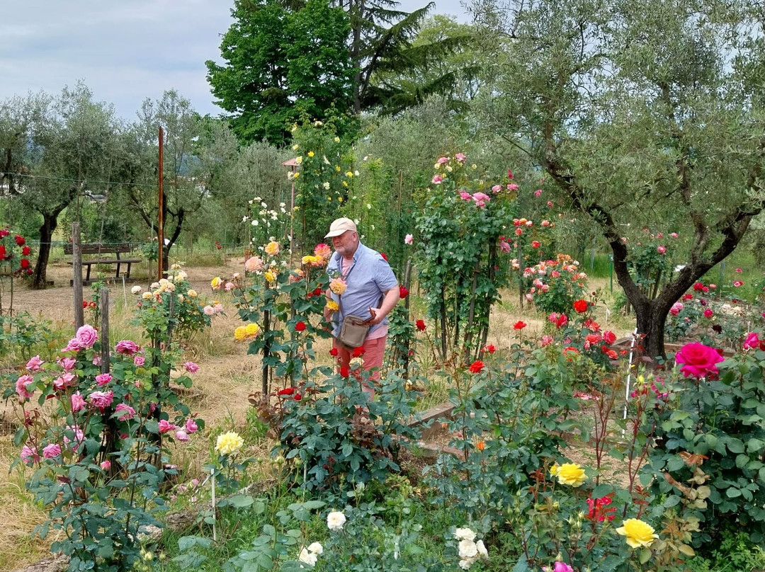 Roseto Botanico Carla Fineschi景点图片