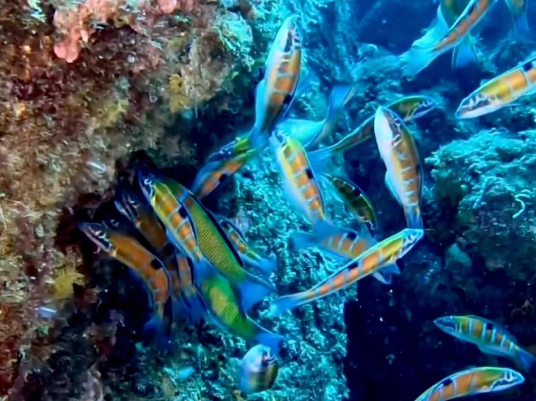 Buceo Aqualia La Herradura-拉埃拉杜拉必去景点