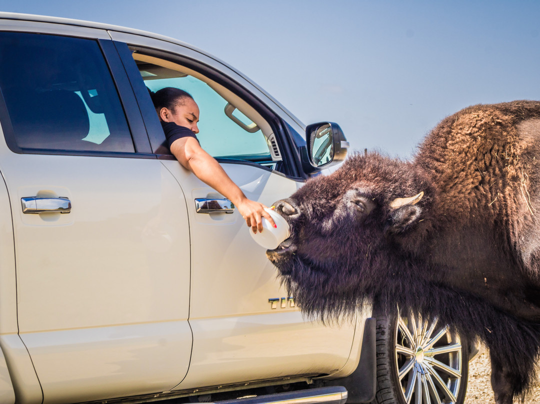 Texas Zoofari Park-Kaufman必去景点