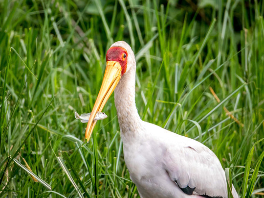 Mwendo Luxury Tours.-卡巴莱必去景点