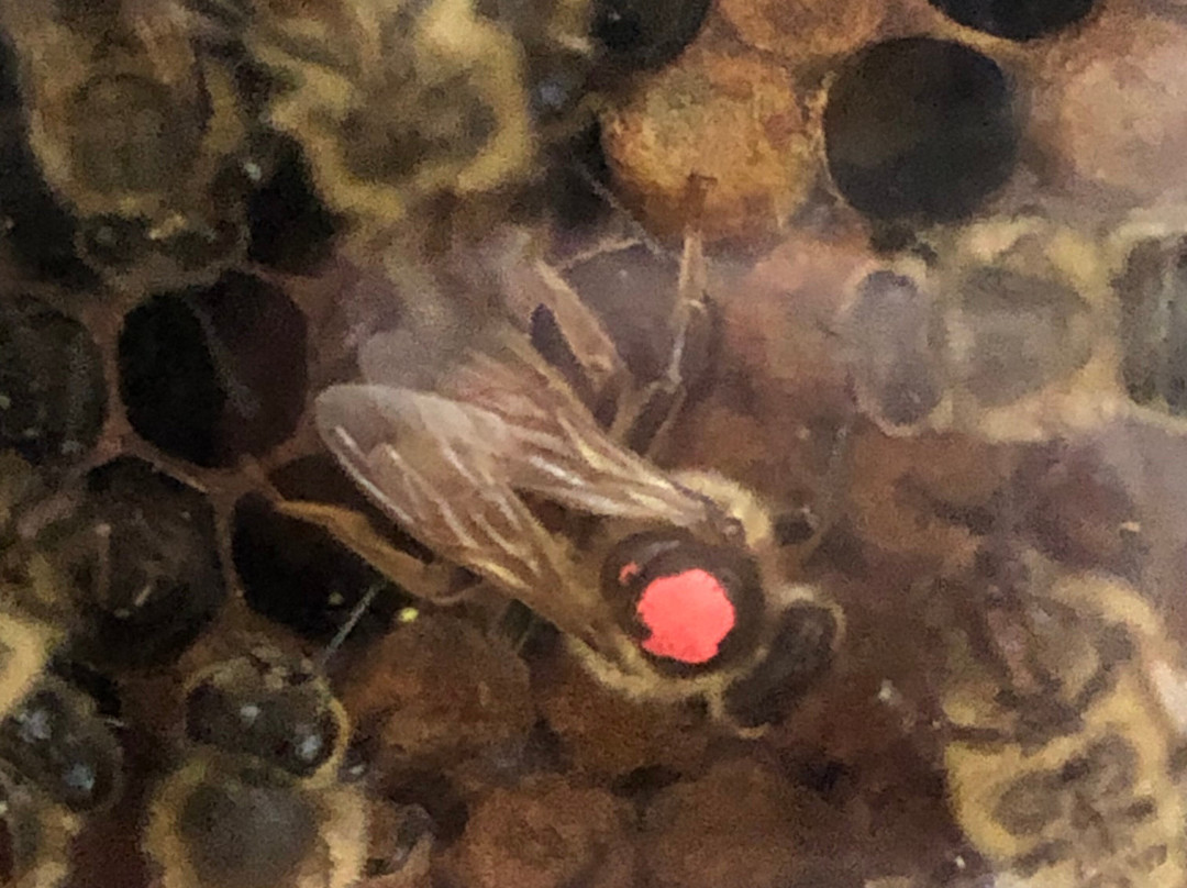 Insectarium de Lizio-Lizio必去景点