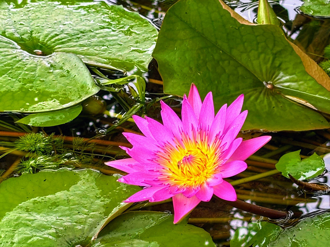 The Postcard Gir Wildlife Sanctuary主图