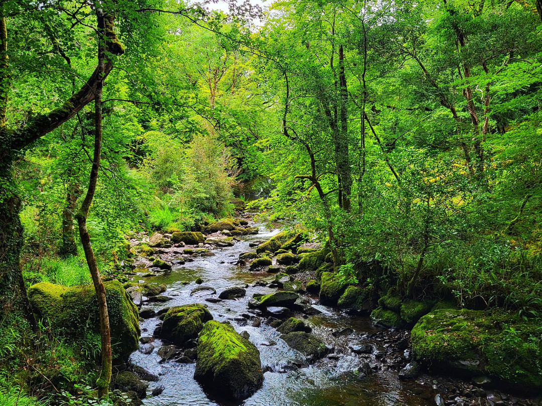 Glengarriff Nature Reserve-Glengarriff必去景点