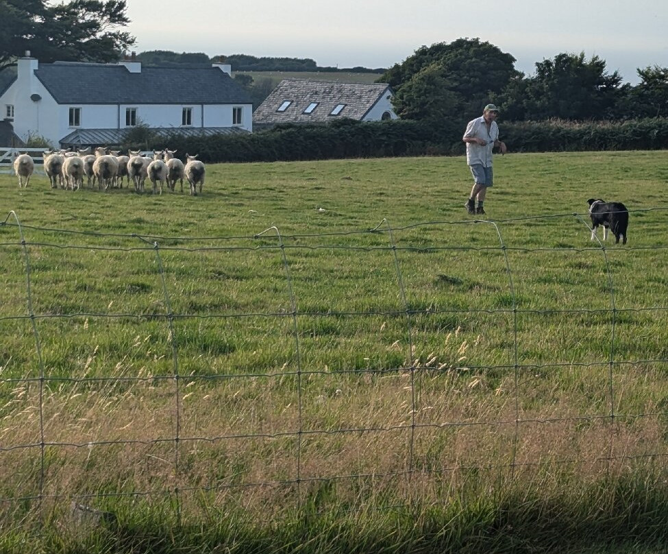 Borough Farm Sheepdog and Falconry Displays-伍拉科姆必去景点