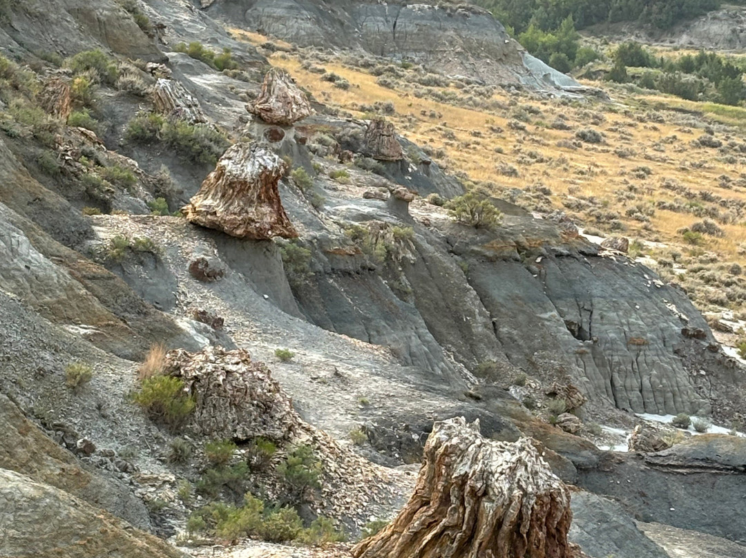 Petrified Forest Loop景点图片