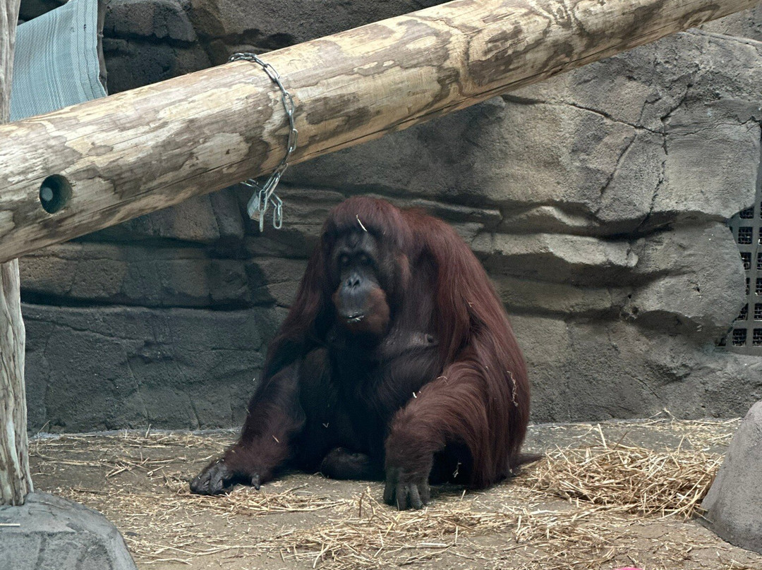 Virginia Zoo-诺福克必去景点