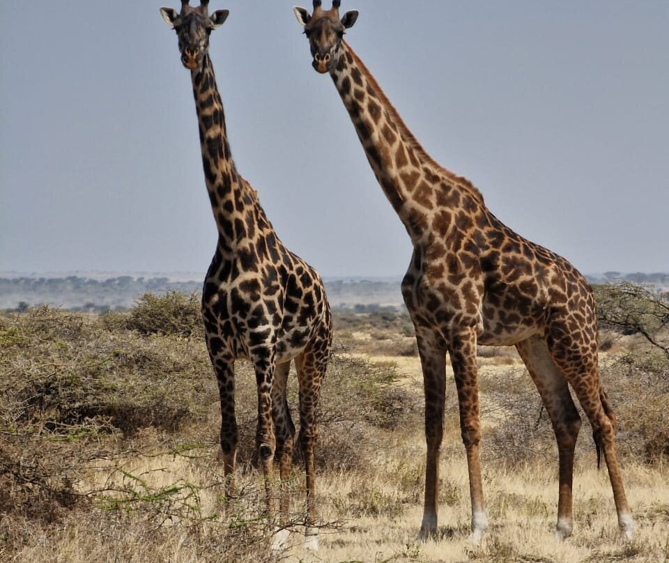 Olduvai Gorge景点图片