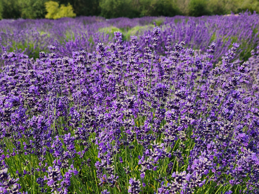 The Lavender Connection景点图片