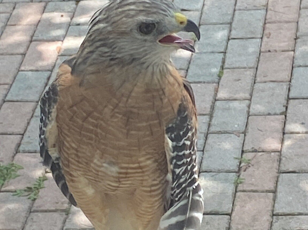Audubon Center for Birds of Prey景点图片